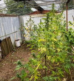 Coltiva serra di marijuana in casa: 48enne arrestato dai carabinieri di Sinalunga