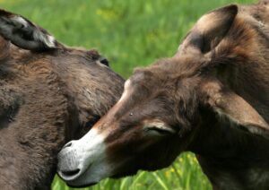 Plasma da Siena alla Sardegna per salvare due asinelli ustionati