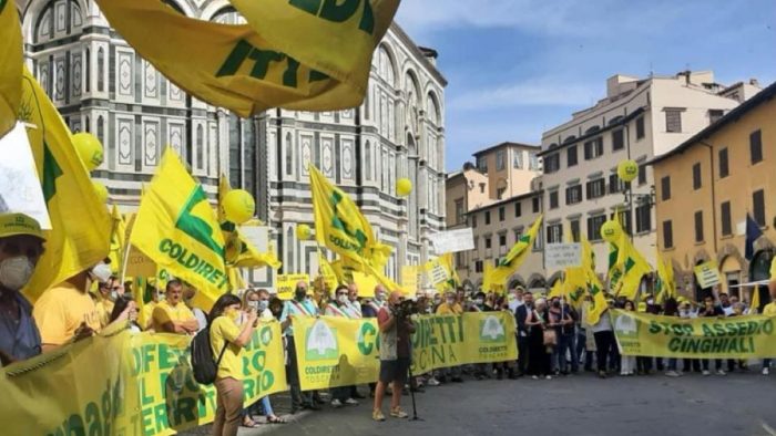 Toscana, cinghiali all&rsquo;assalto di campagne e citt&agrave;: Coldiretti scende in piazza