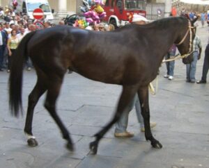 Palio, Siena piange la scomparsa del cavallo Elimia
