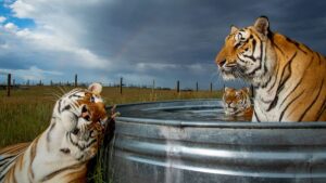 Dal 23 Ottobre al 5 Dicembre torna il Siena Awards 2021