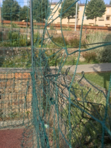 Gaiole in Chianti: nuovo campino devastato dai vandali