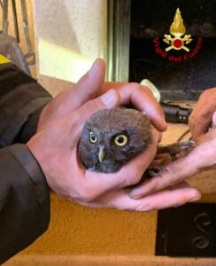 Civetta incastrata in canna fumaria, intervento dei vigili del fuoco