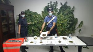 Coltivava marijuana tra Torrita di Siena e Trequanda: arrestato dai Carabinieri