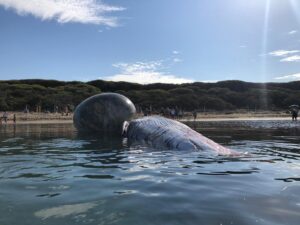 Argentario: i vigili del fuoco recuperano la carcassa di una balenottera arenata
