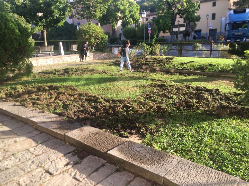 Emergenza cinghiali a Gaiole in Chianti. Problemi di pubblica sicurezza, il sindaco scrive alla Regione