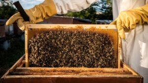 Nel Parco delle Mura, a due passi dal centro storico di Siena, nasce il Villaggio delle Api