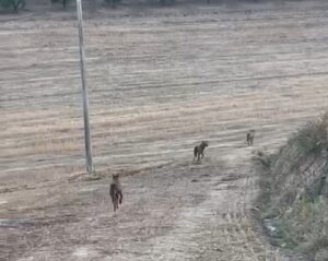 Siena, avvistato branco di lupi nell'immediata periferia