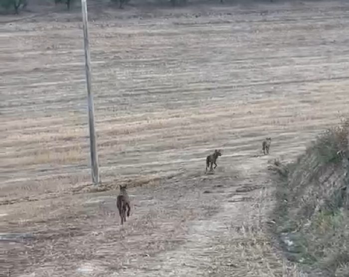 Siena, avvistato branco di lupi nell'immediata periferia