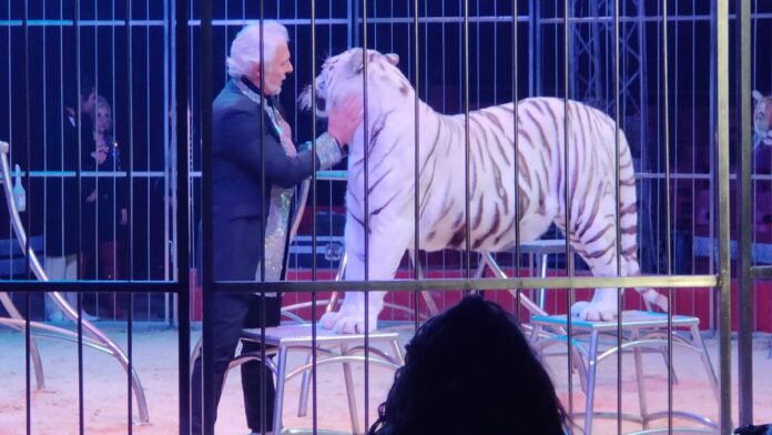 The Circus of Vienna restarts: before the show tamers slightly injured to divide two arguing tigers