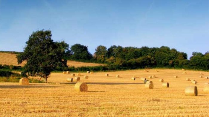 Dalla Regione 26 milioni per il miglioramento delle aziende agricole