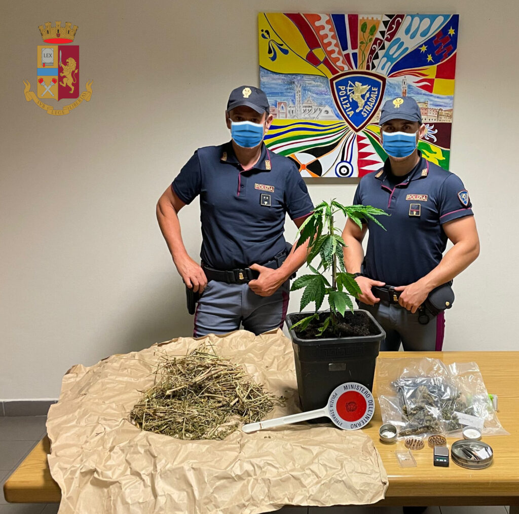 Asciano: coltiva marijuana in una serra, la Polizia lo arresta