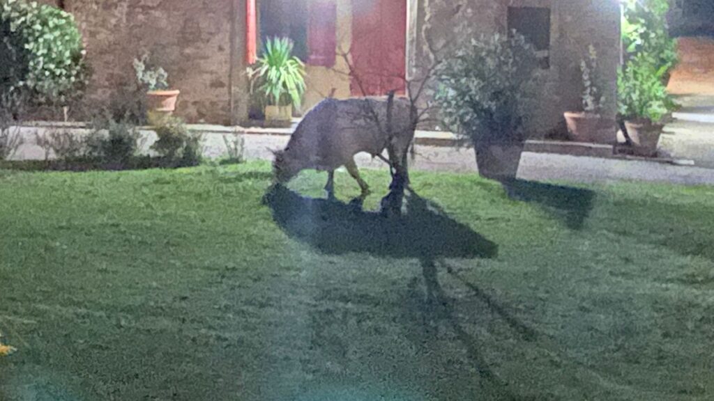 Asciano: mandria selvaggia semina panico per i campi, previsto incontro in Prefettura