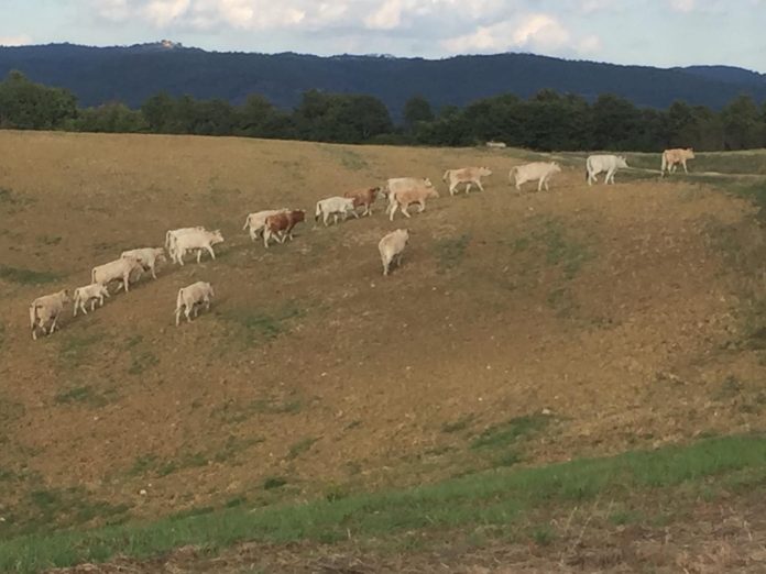 Mandria selvaggia semina il panico tra Asciano e Castelnuovo, si costituisce comitato di cittadini e agricoltori