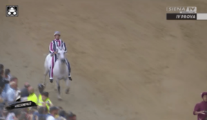 Siena: Palio, è morto il cavallo Oppio