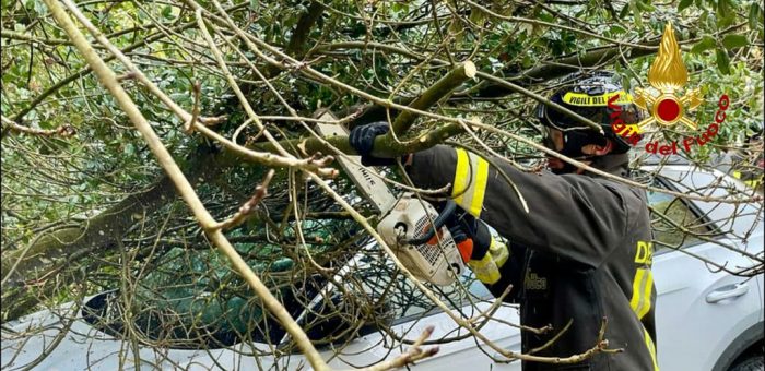 Siena, albero crolla e si abbatte su una macchina