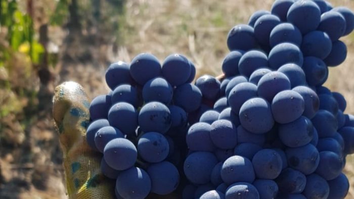 Vendemmia Orcia Doc: calo produttivo del 15% ma ottima qualit&agrave;