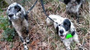 Furto di cani a Casole d'Elsa