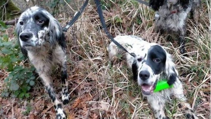 Furto di cani a Casole d'Elsa