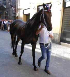 Siena, lutto nel mondo del Palio: è morto il cavallo Morosita Prima