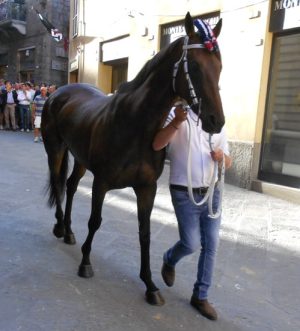 Siena, lutto nel mondo del Palio: &egrave; morto il cavallo Morosita Prima