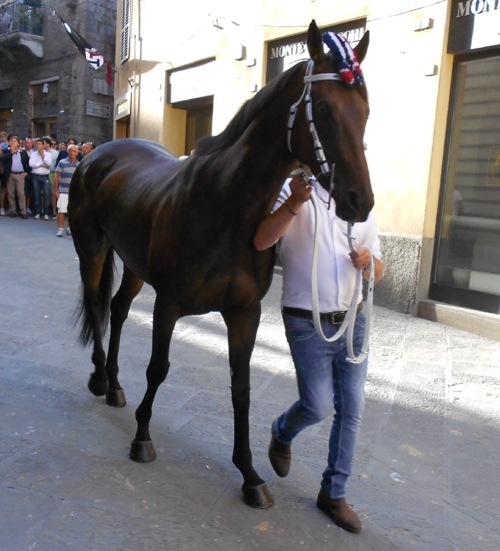 Siena, lutto nel mondo del Palio: è morto il cavallo Morosita Prima