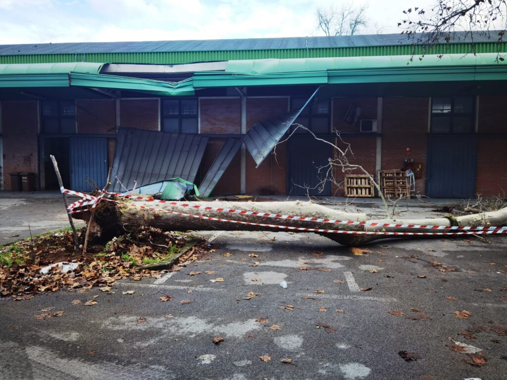 Siena, nella notte albero crolla su capannone in viale Toselli
