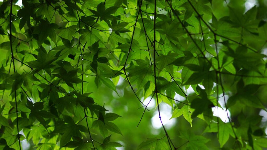 Siena, il Comune interviene sugli alberi di pregio della citt&agrave;