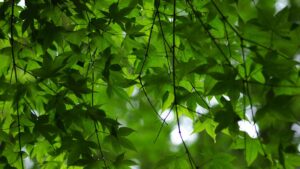 Siena, il Comune interviene sugli alberi di pregio della citt&agrave;