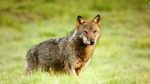 Monitoraggio del lupo con la telemetria nel Parco della Maremma, grazie ai ricercatori dell’Università di Siena