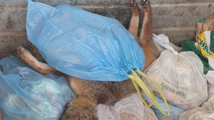 Gettano una volpe morta nel cassonetto dell'umido: segnalazione alla Municipale