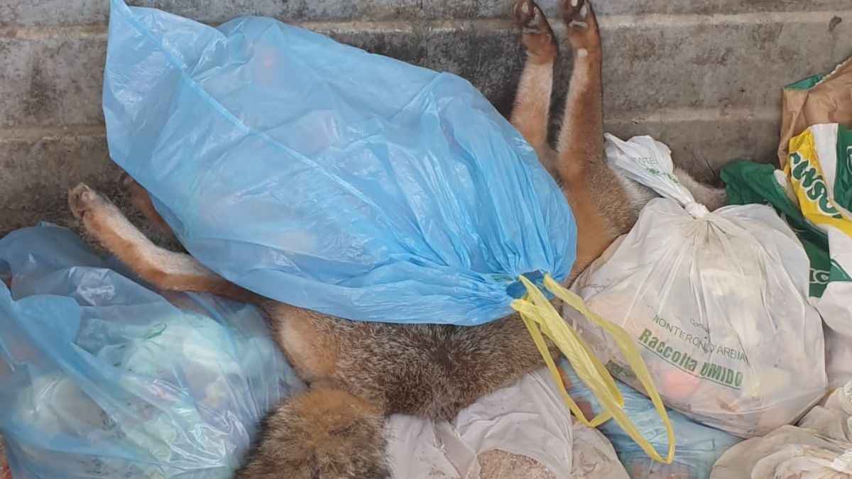 Gettano una volpe morta nel cassonetto dell'umido: segnalazione alla Municipale
