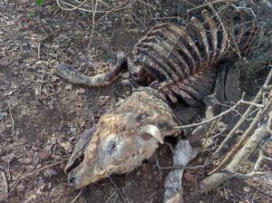 Mandria selvaggia ad Asciano: il comitato di cittadini chiede un tavolo con le istituzioni