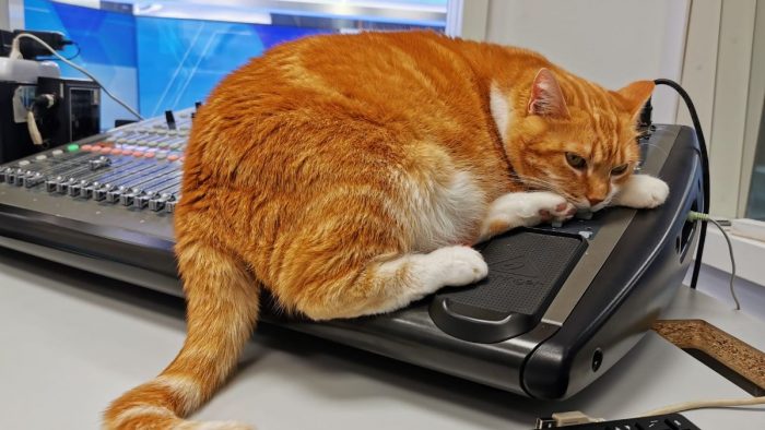 Oggi, 17 febbraio, si celebra la festa nazionale del gatto. Radio Siena Tv festeggia Nilde