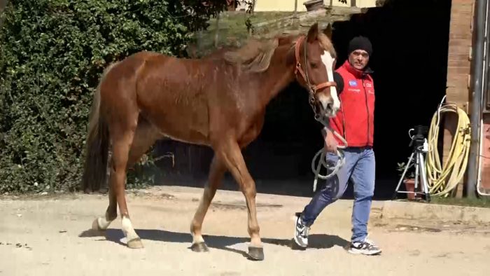 Columbu: "Remorex? Se si fa prendere, domattina ci sar&agrave;..."