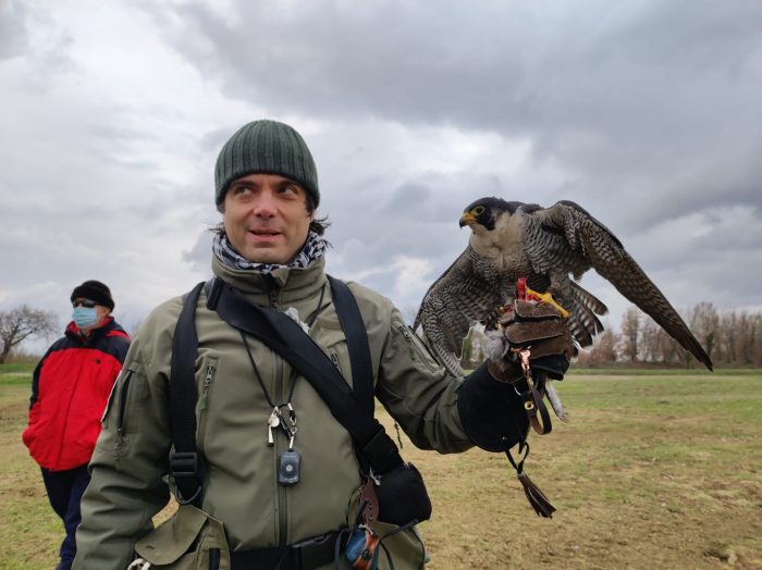 Falchi dominatori dei cieli protagonisti a Rigutino