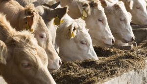 Crisi agricoltura, l'allarme di Confagripesca: “La carne toscana rischia di scomparire”