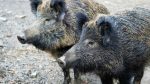 Peste suina africana, FdI contro la Regione: “Arezzo, Siena e Grosseto senza risorse contro la malattia”