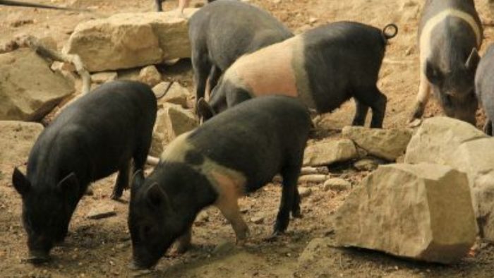 Consorzio Cinta senese: "Drastica riduzione dei cinghiali per contrastare  la peste suina"