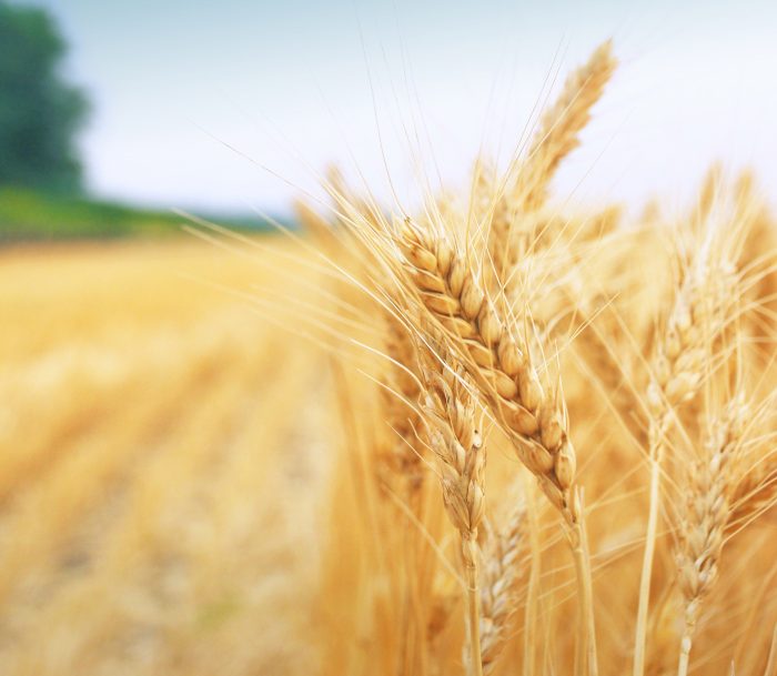 Grano, il raccolto è buono in provincia di Siena. La produzione cala il Toscana