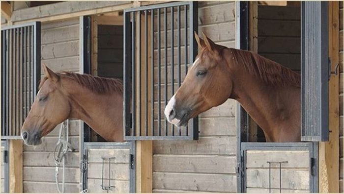 Aumento choc dei mangimi zootecnici. Conti: "Le previsioni non sono rosee"
