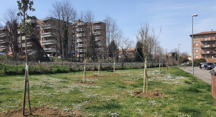 Poggibonsi, lavori iniziati per piantare oltre ottanta nuove alberature in città
