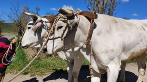 I bovi del Carroccio si allenano: pronti per i Palii del 2022