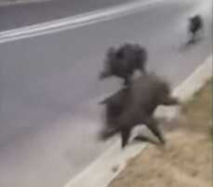 Montalcino: la corsa impazzita di un branco di cinghiali