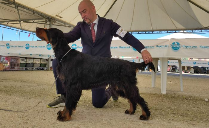 Bellezze canine in mostra all'Expo cinofila di Ponte a Tressa