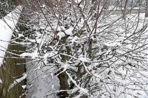 Maltempo: codice giallo domani per neve in tutta la regione