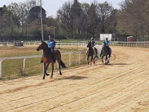 Palio: il 19 aprile corse di addestramento nella pista Il Tamburo di Monticiano