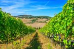 Via libera al piano di sostegno agli investimenti nella filiera vitivinicola toscana