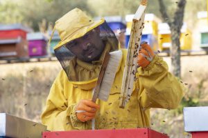 Gaiole in Chianti: le api nuove regine del Castello di Meleto