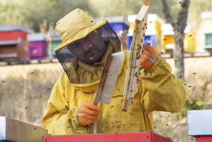 Gaiole in Chianti: le api nuove regine del Castello di Meleto